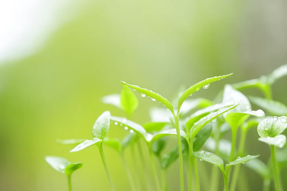 6 Stages of Growing Chilli Peppers for Beginners 6 Moist chilli pepper seedlings