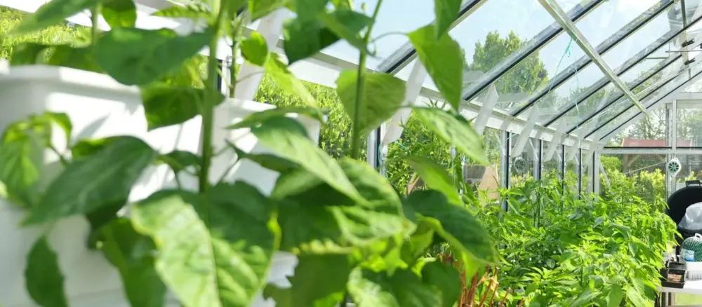 Greenhouse - ideal growing environment for super hot chilli peppers