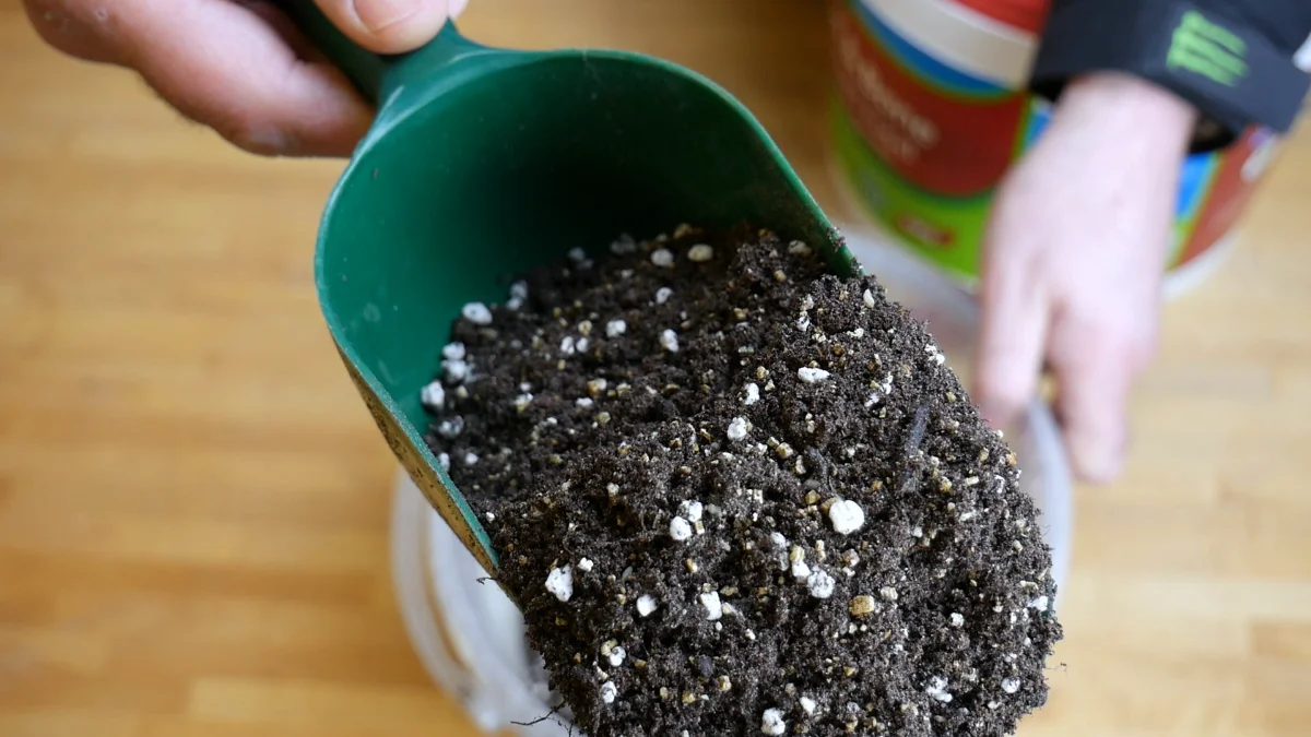 chilli pepper compost