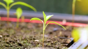 Chilli pepper seedlings in a tray