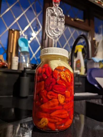 chilli peppers fermenting in a jar 1