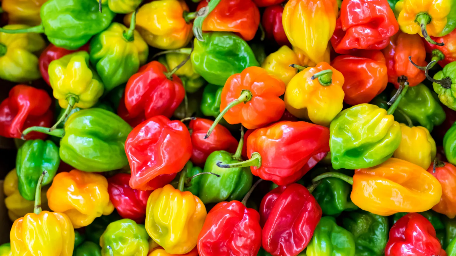 habanero chilli peppers different colours