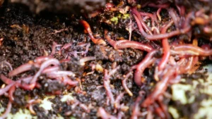 composting worms making vermicompost