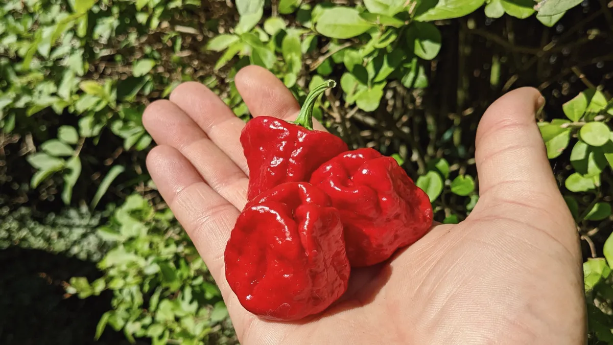 Red Scotch Bonnets from chillichumpseeds.com