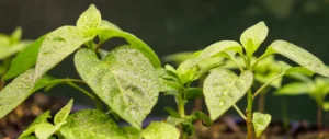 Mastering Chilli Seedling Care: Expert Tips from ChilliChump