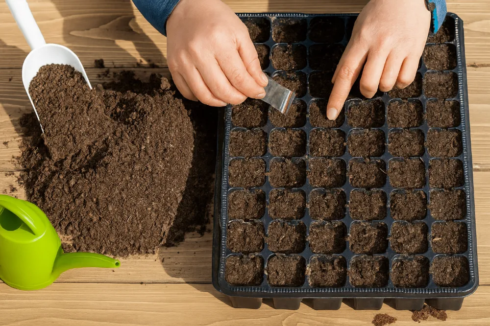 Sowing Chilli Seeds Proc