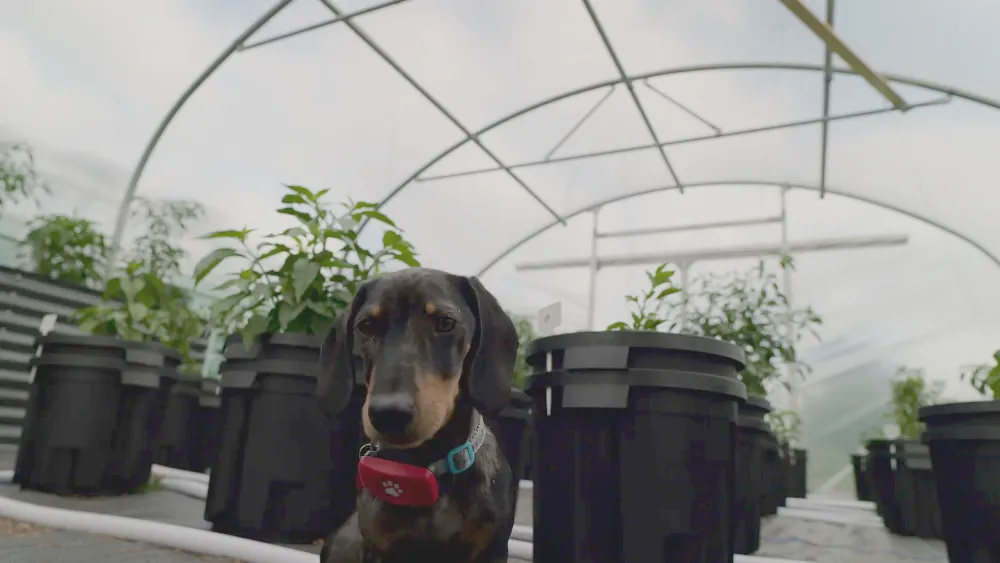 Barney in polytunnel walking around the hydroponics plants