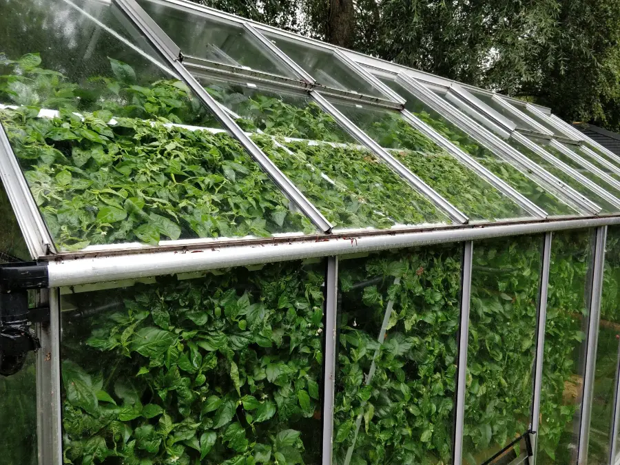 view from outside greenhouse with chilli plantrs bursting at the seams