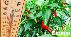Growing Chillies in Hot Weather: Complete Summer Chilli Plant Care Guide