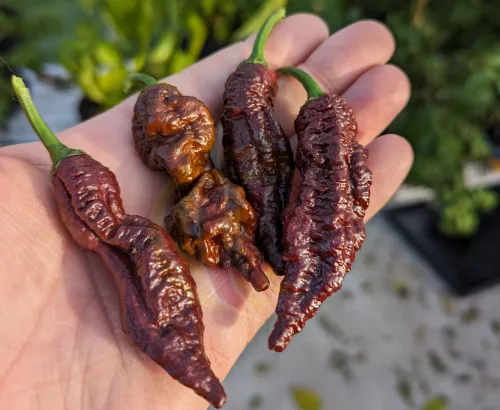 primotalii chocolate