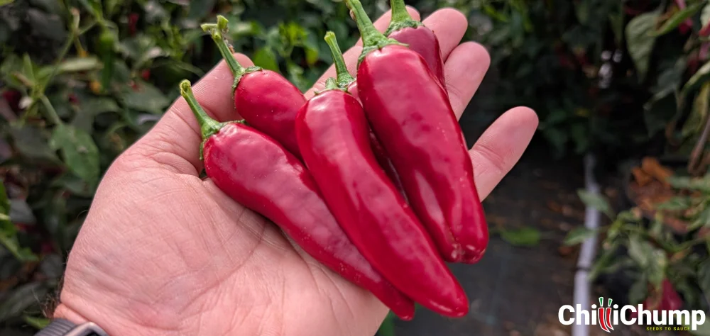 Homemade Chilli Jam That’ll Ruin Store-Bought Forever 3 CC Chonky Cayenne