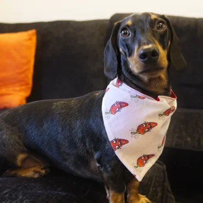 Reversible Chumpy Chilli Pet Bandanas