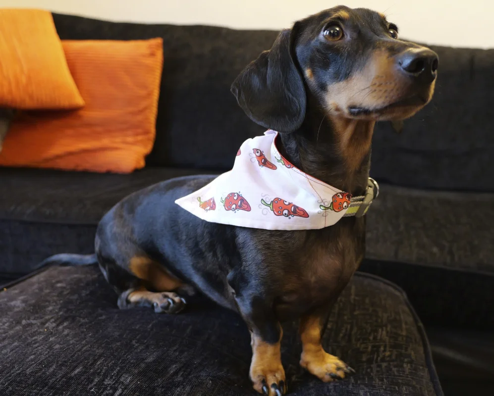 Reversible Chumpy Chilli Pet Bandanas 10 Reversible Chumpy Chilli Pet Bandanas - Image 10