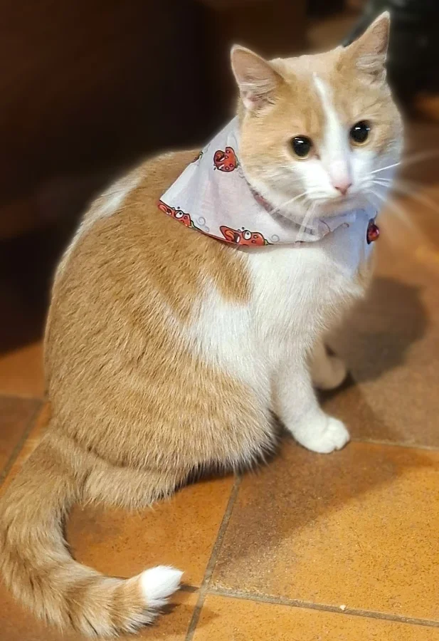 Reversible Chumpy Chilli Pet Bandanas 11 Reversible Chumpy Chilli Pet Bandanas - Image 11