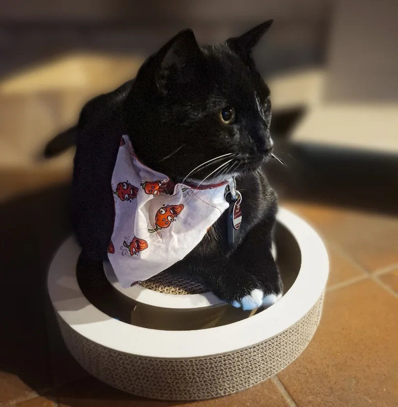 Reversible Chumpy Chilli Pet Bandanas 12 Reversible Chumpy Chilli Pet Bandanas - Image 12