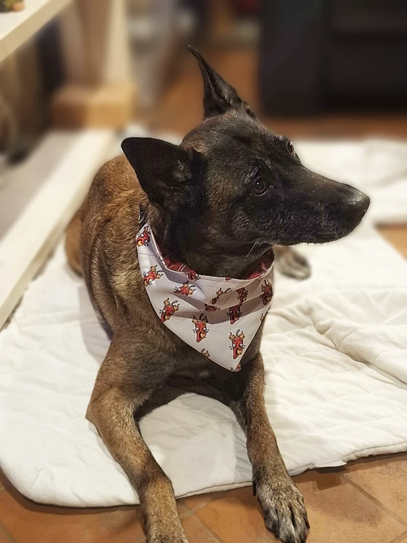 Reversible Chumpy Chilli Pet Bandanas 13 Reversible Chumpy Chilli Pet Bandanas - Image 13