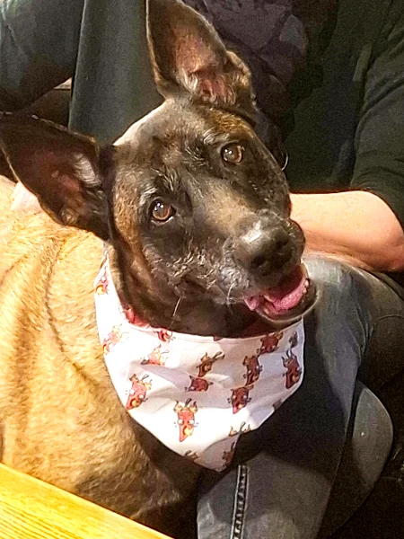 Reversible Chumpy Chilli Pet Bandanas 14 Reversible Chumpy Chilli Pet Bandanas - Image 14