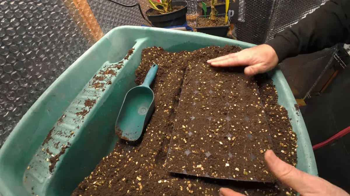 Seed starting - compost going into seed trays