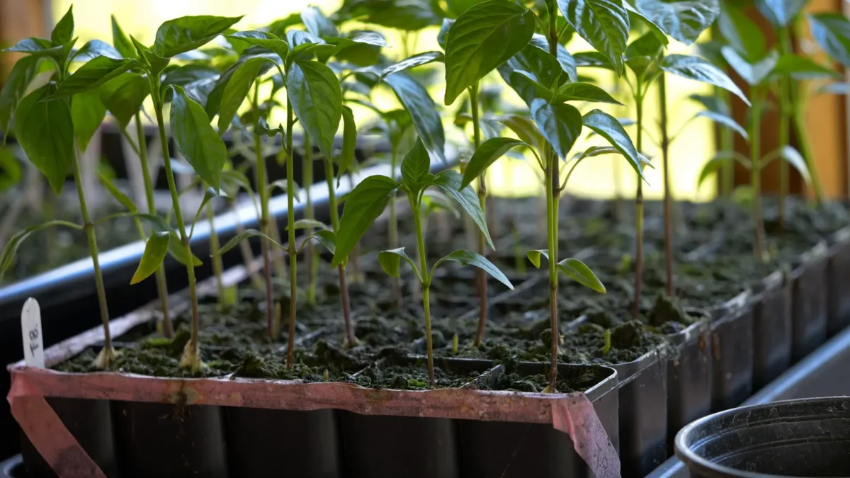 Multiple leggy chilli seedlings in a tray