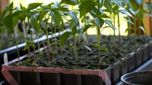 Mastering Chilli Seedling Care: Expert Tips From ChilliChump