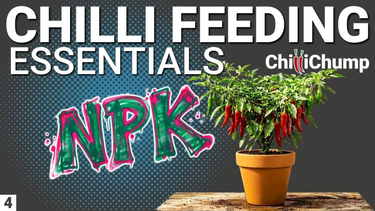 video thumbnail for 'How to Feed Chilli Plants (You're Probably Overfeeding)'