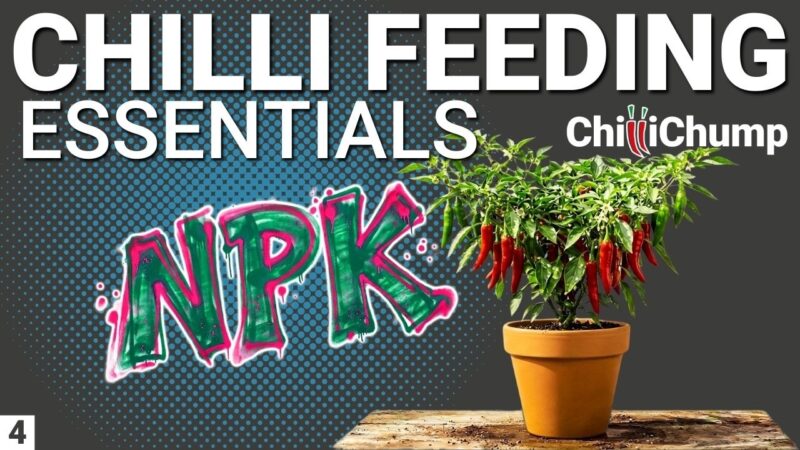 video thumbnail for 'How to Feed Chilli Plants (You're Probably Overfeeding)'