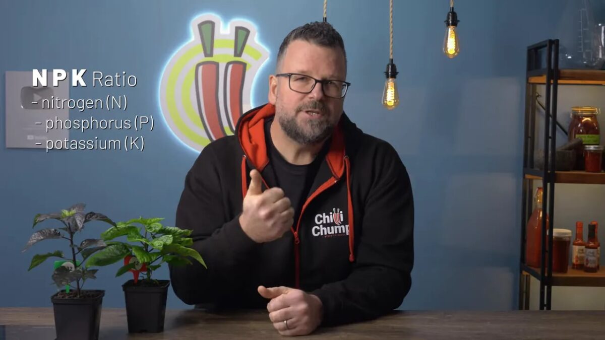 How To Feed Chilli Plants (Without Overfeeding Them)