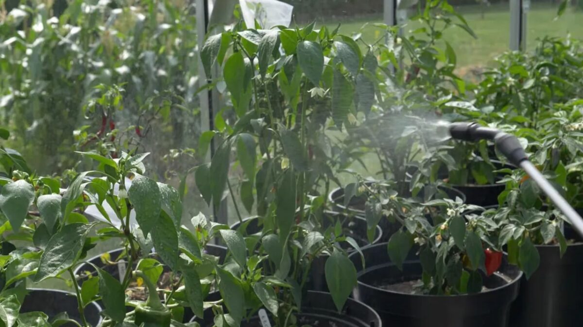 How To Feed Chilli Plants (Without Overfeeding Them)