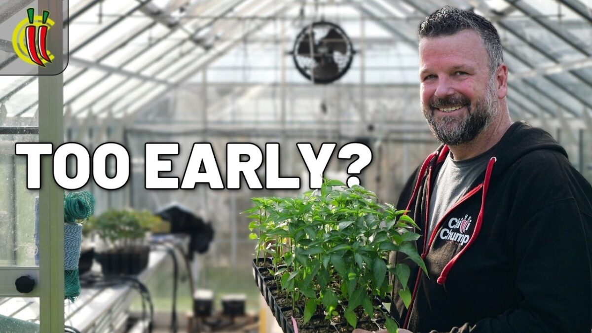 video thumbnail for 'When to Move Your Chilli Plants Outside'