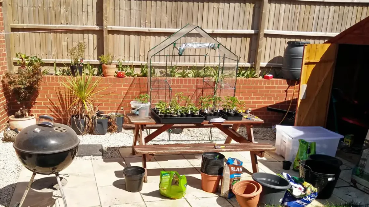 When To Move Chilli Plants Outside In The UK (Frost Dates + Temperature  Rules)