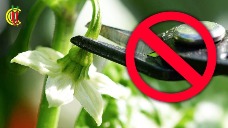 video thumbnail for 'Should You Remove Flowers From Young Chilli Plants?'