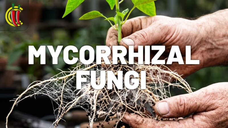 video thumbnail for 'The Truth About Mycorrhizal Fungi'