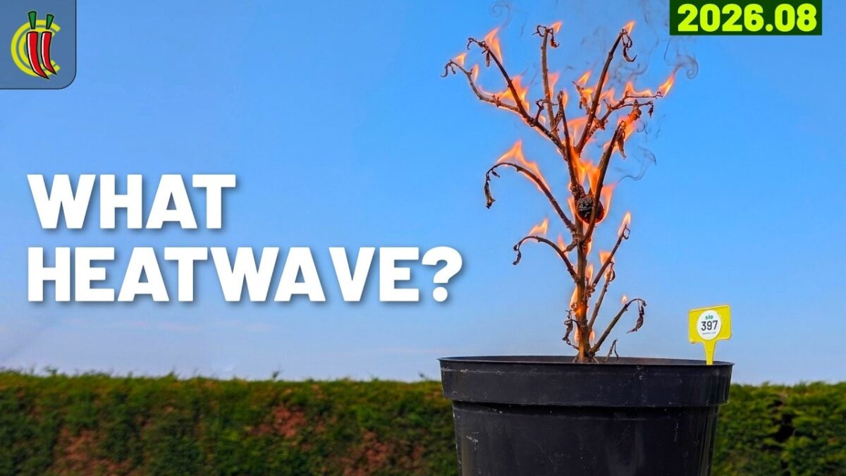 video thumbnail for 'Why Chilli Plants Drop Their Leaves in a Heatwave. Chilli Garden Update (2026.E08)'