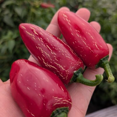 Three large red CC Jalapeno chillies in a hand