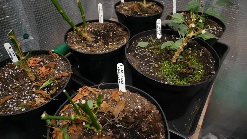 selection of chilli plants in black plant pots with name tags in a small greenhouse for overwintering